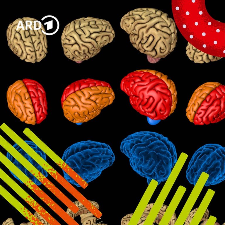 Illustration: Viele buntgefärbte Gehirne nebeneinander.