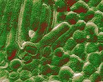 Grippeviren ©eye of science 