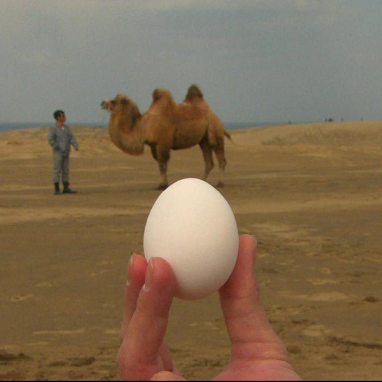 Eine Hand hält ein Ei in die Luft, dahinter steht ein Kamel in der Wüste.